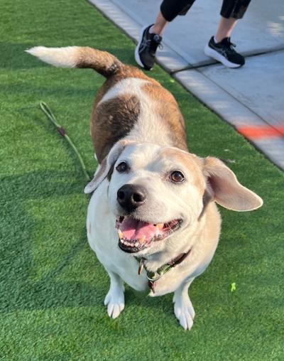 Enlarge JJ, a ADOPTABLE mixed breed in Long Beach, NY image 2/4