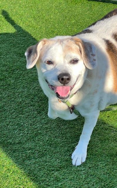 Enlarge JJ, a ADOPTABLE mixed breed in Long Beach, NY image 3/4