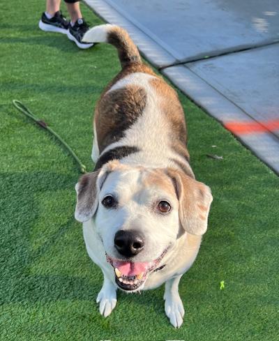 Enlarge JJ, a ADOPTABLE mixed breed in Long Beach, NY image 4/4