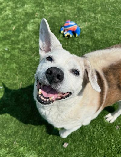 Enlarge JJ, a ADOPTABLE mixed breed in Long Beach, NY image 6/6