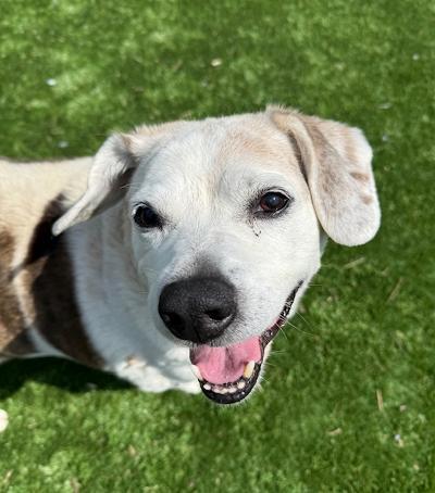JJ, ADOPTABLE, Senior Male Beagle.