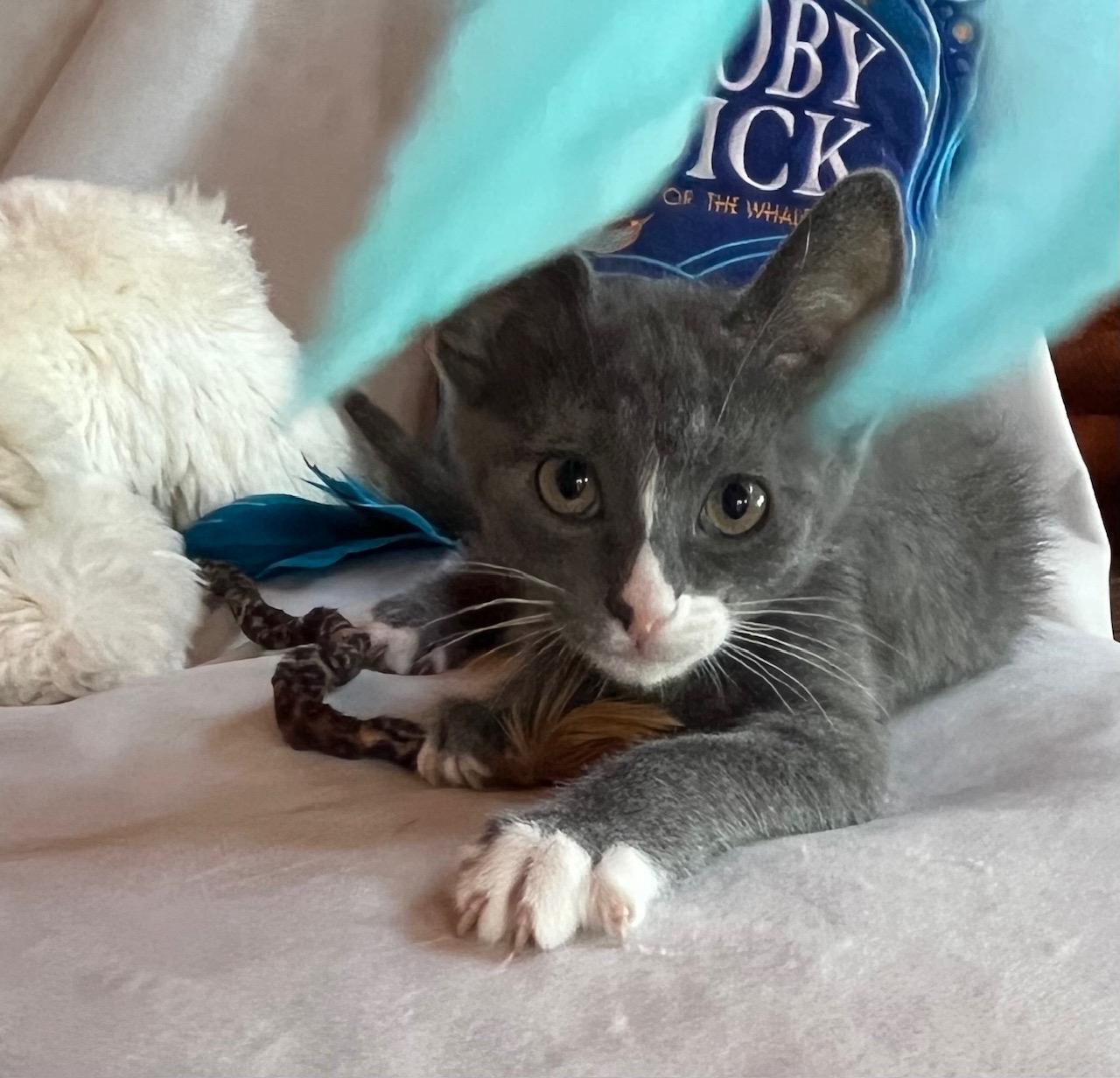 Luke (Dukes of Hazzard Litter), Baby Male Domestic Short Hair
