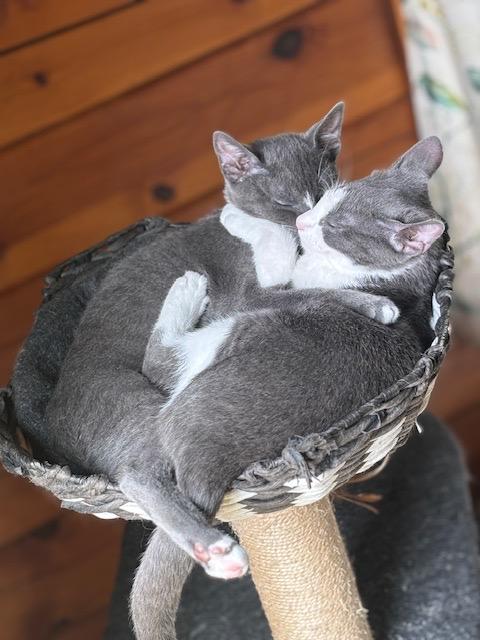 Luke (bonded with Duke; Dukes of Hazzard Litter)