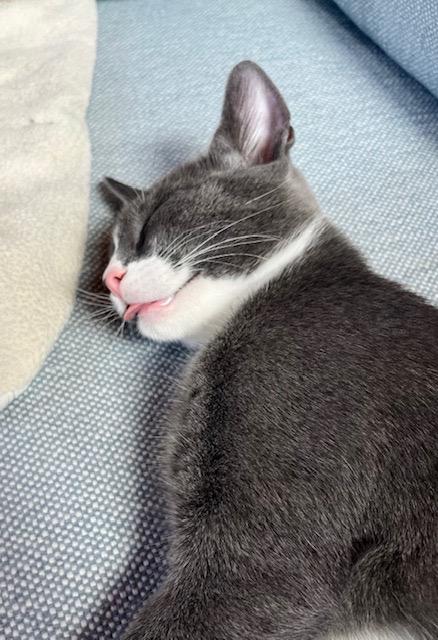 Luke (bonded with Duke; Dukes of Hazzard Litter)