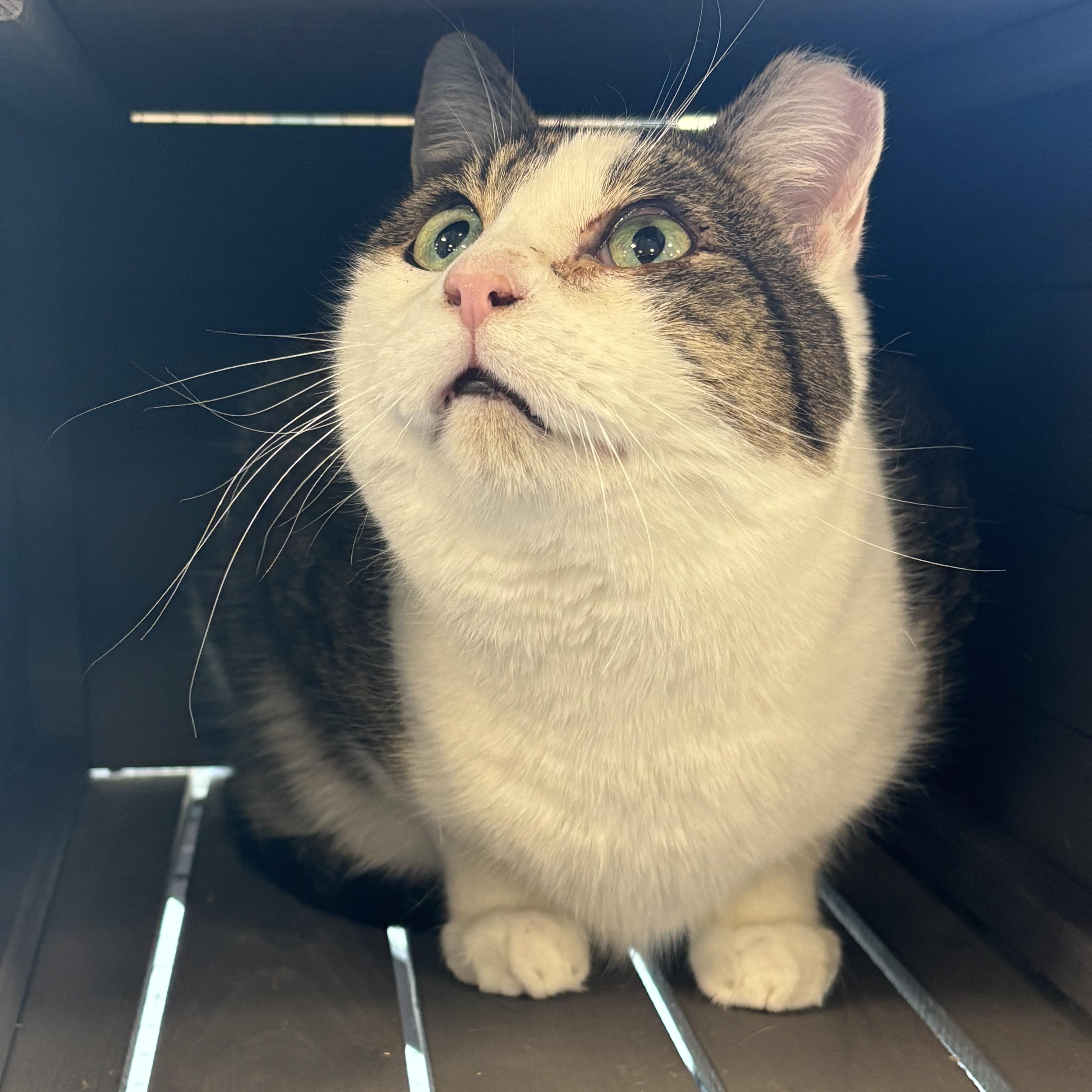 Laddy, an adoptable Domestic Short Hair in Pardeeville, WI, 53954 | Photo Image 2