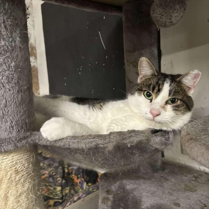 Laddy, an adoptable Domestic Short Hair in Pardeeville, WI, 53954 | Photo Image 3