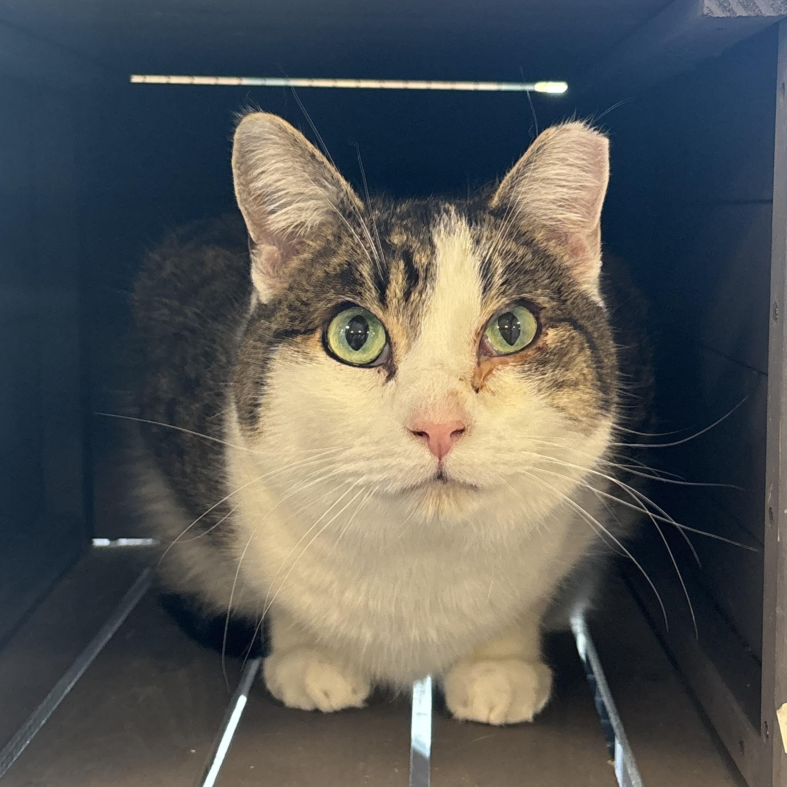 Laddy, Adoptable, Adult Male Domestic Short Hair.