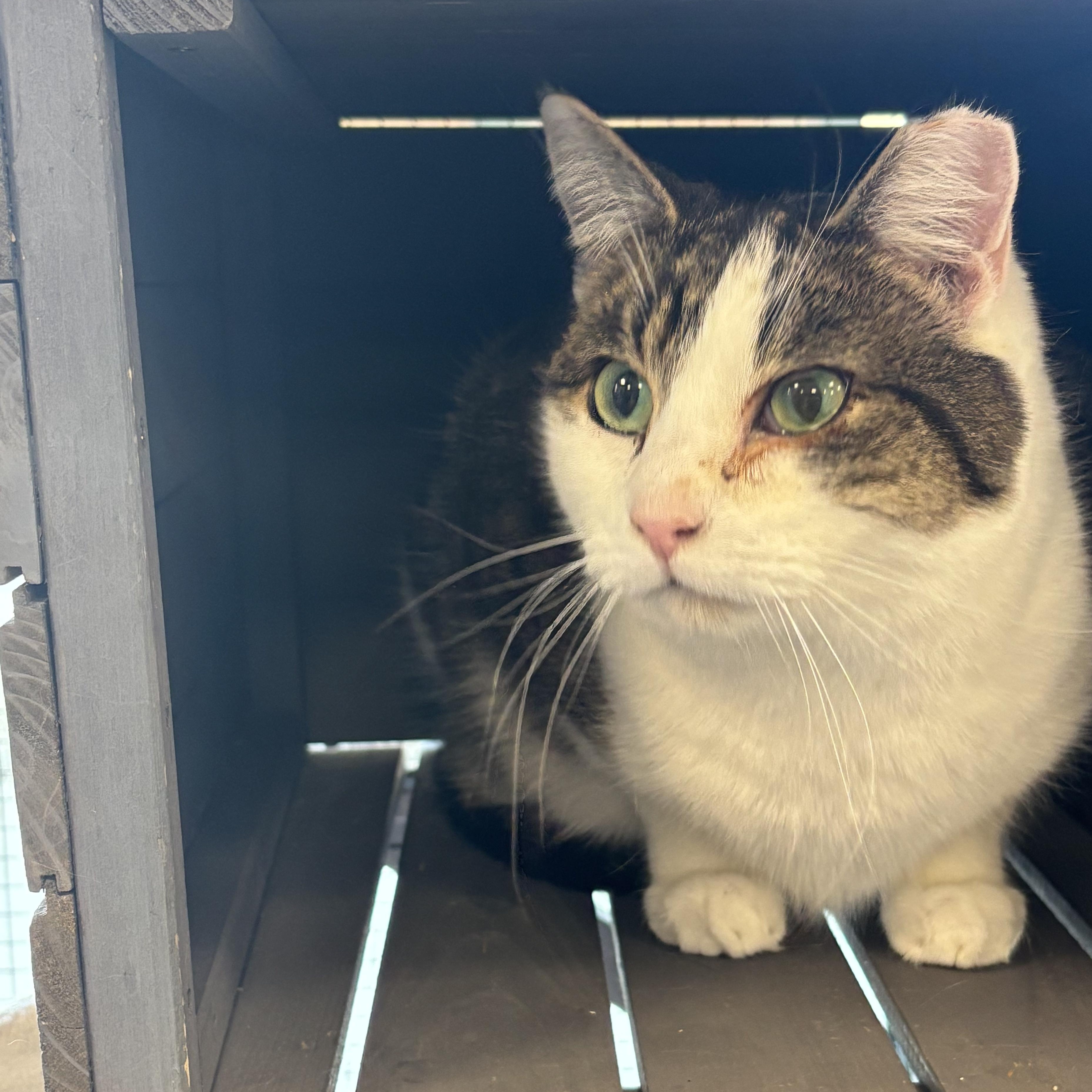 Laddy, an adoptable Domestic Short Hair in Pardeeville, WI, 53954 | Photo Image 4