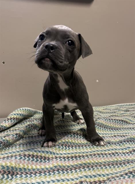 BUNUELO- IN FOSTER, Adoptable, Young Female Pit Bull Terrier.