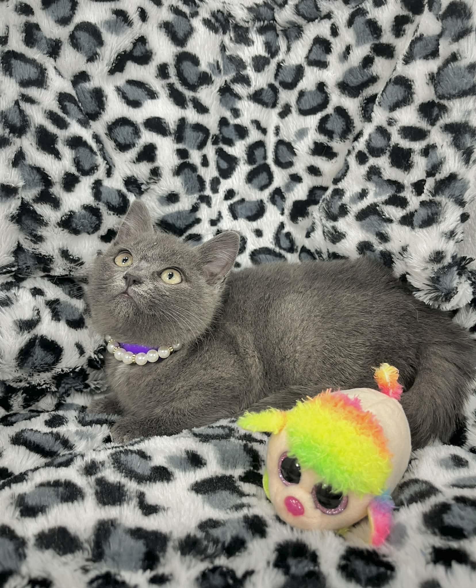 Enlarge Camia , a ADOPTABLE mixed breed in Tavares, FL image 2/2