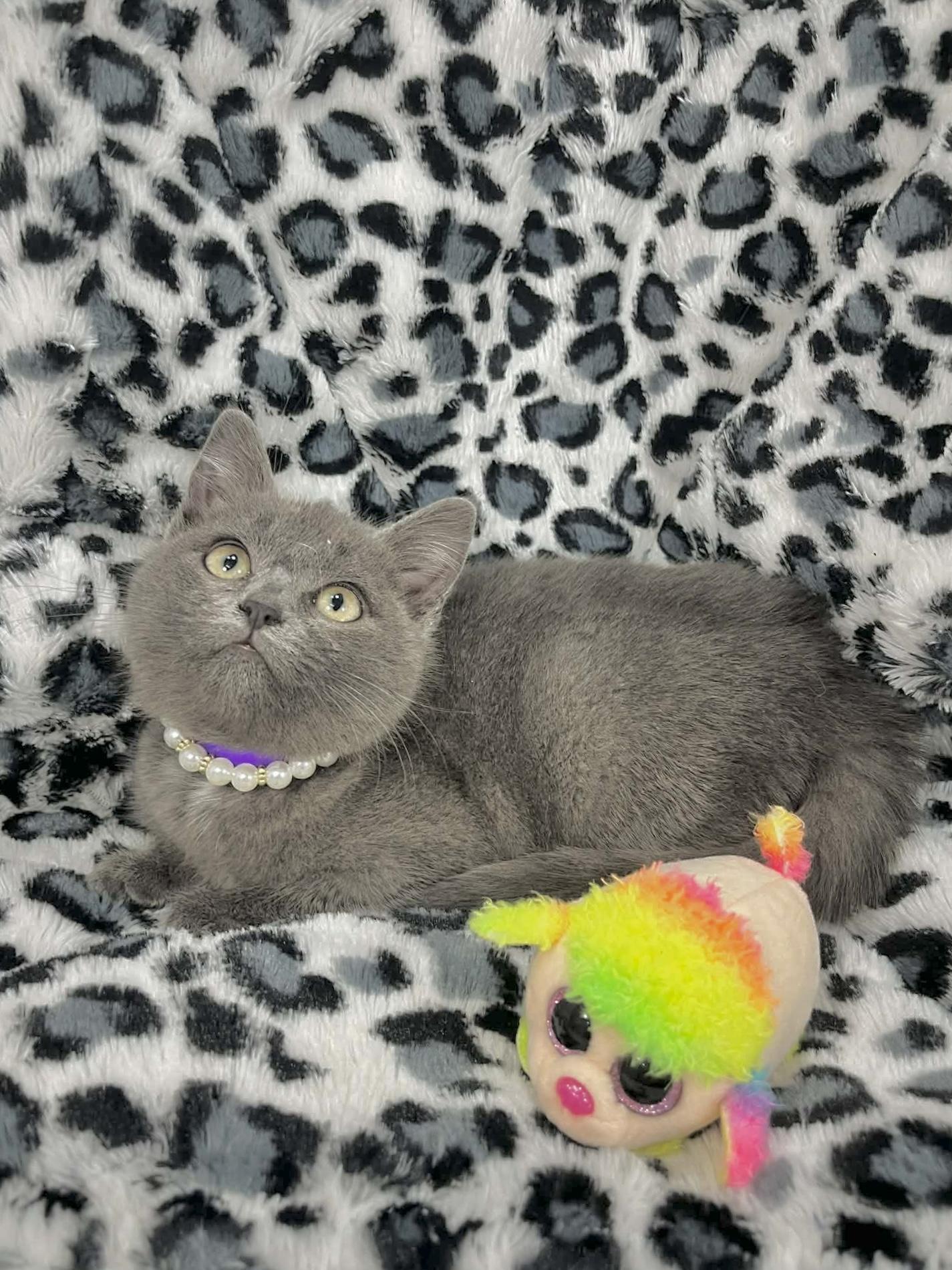 Camia , ADOPTABLE, Kitten Female Russian Blue & Domestic Short Hair.