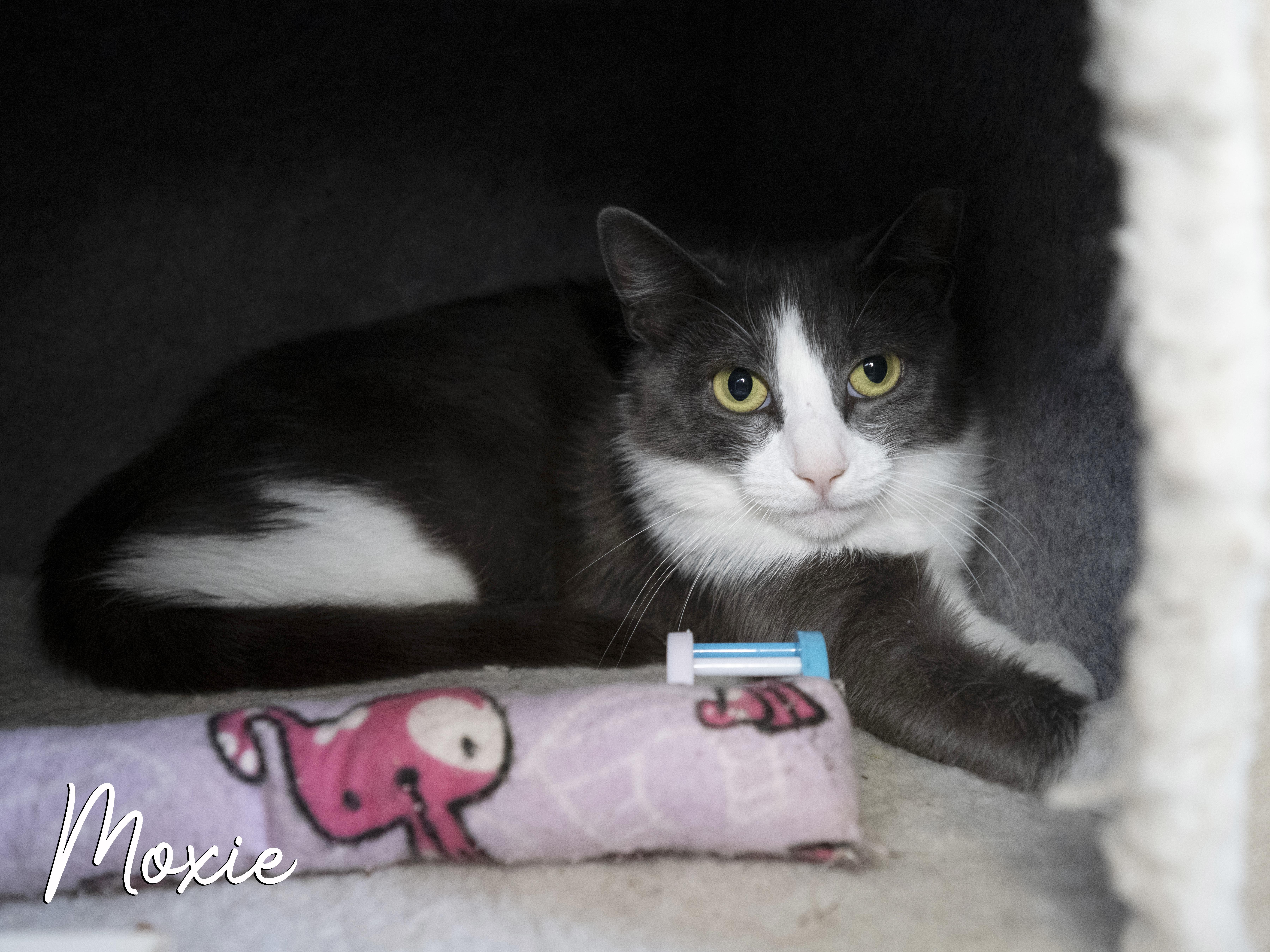 Moxie, a Adoptable Domestic Short Hair in Old Bridge, NJ image 2/2