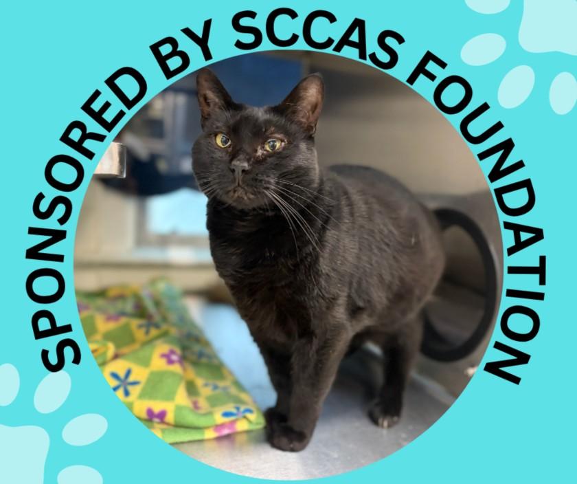 PRECIOUS*, Adoptable, Adult Female Domestic Short Hair.