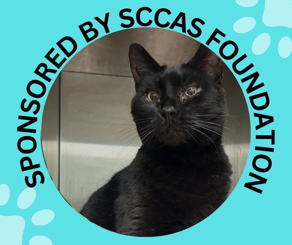 PRECIOUS RUBY, Adoptable, Adult Female Domestic Short Hair.
