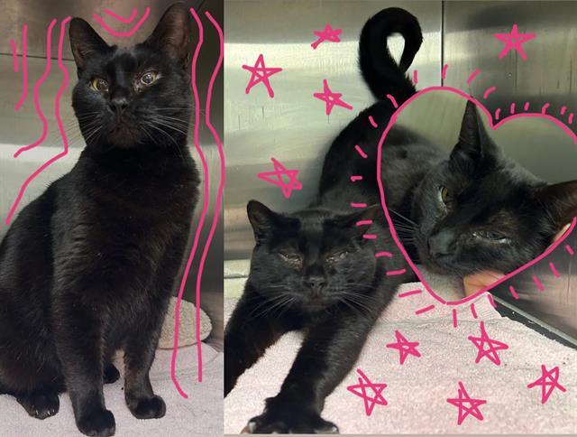 Enlarge PRECIOUS RUBY, a Adoptable Domestic Short Hair in Santa Cruz, CA image 1/1