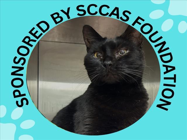 PRECIOUS*, Adoptable, Adult Female Domestic Short Hair.