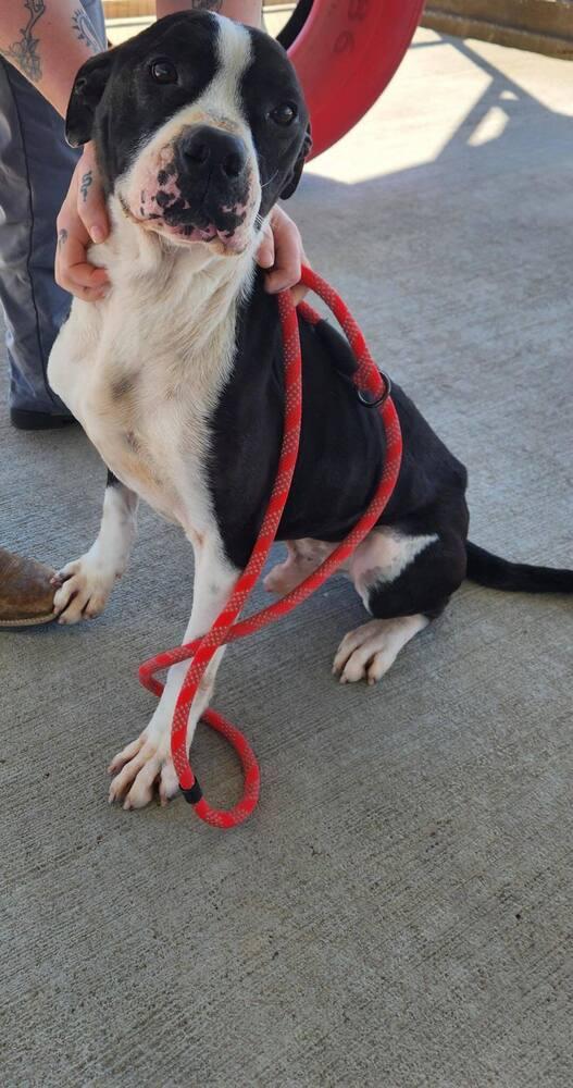 Pablo, Adoptable, Adult Male Pit Bull Terrier.