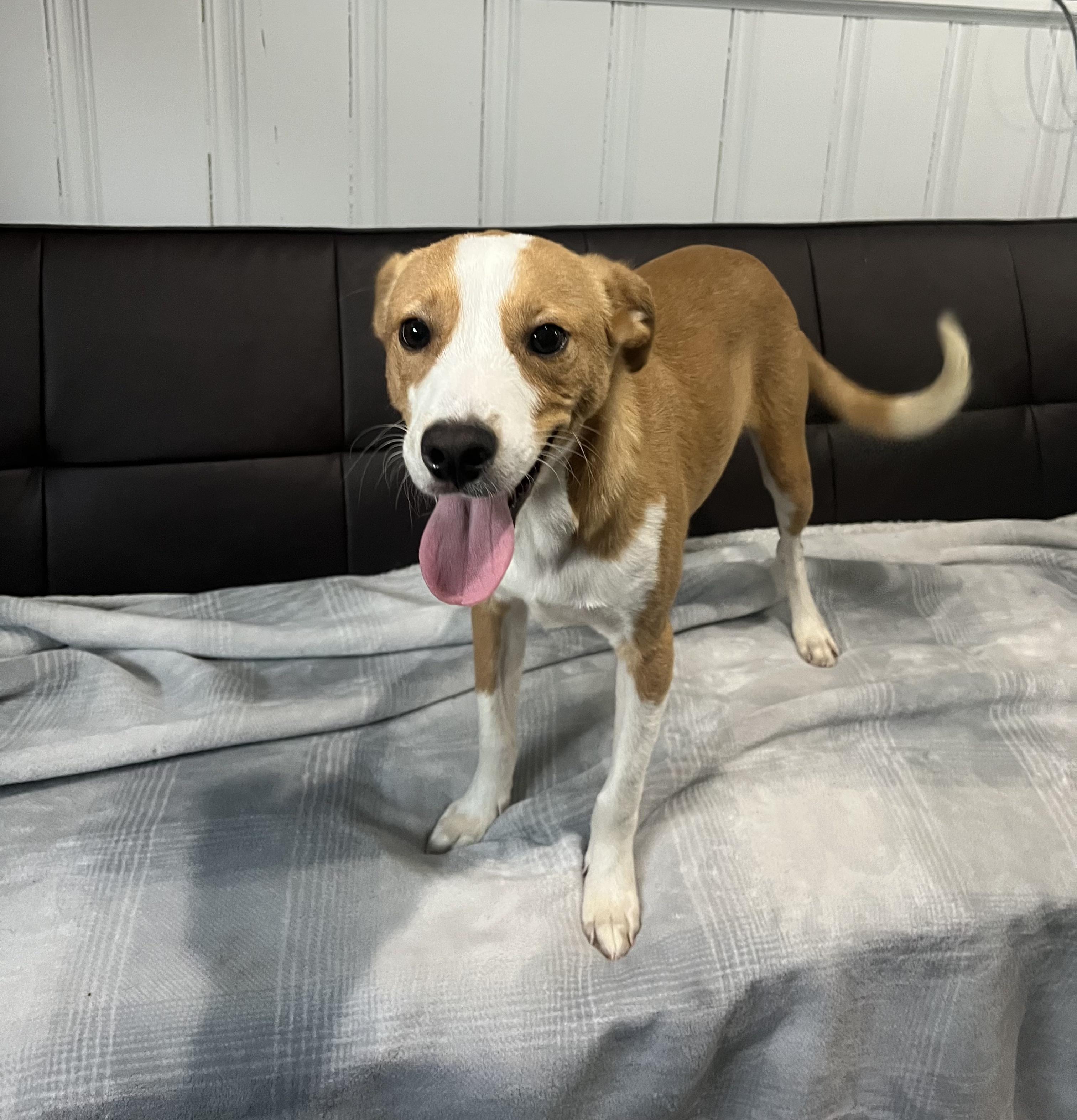 Enlarge Charlie, a ADOPTABLE mixed breed in Glen Rock, NJ image 3/4