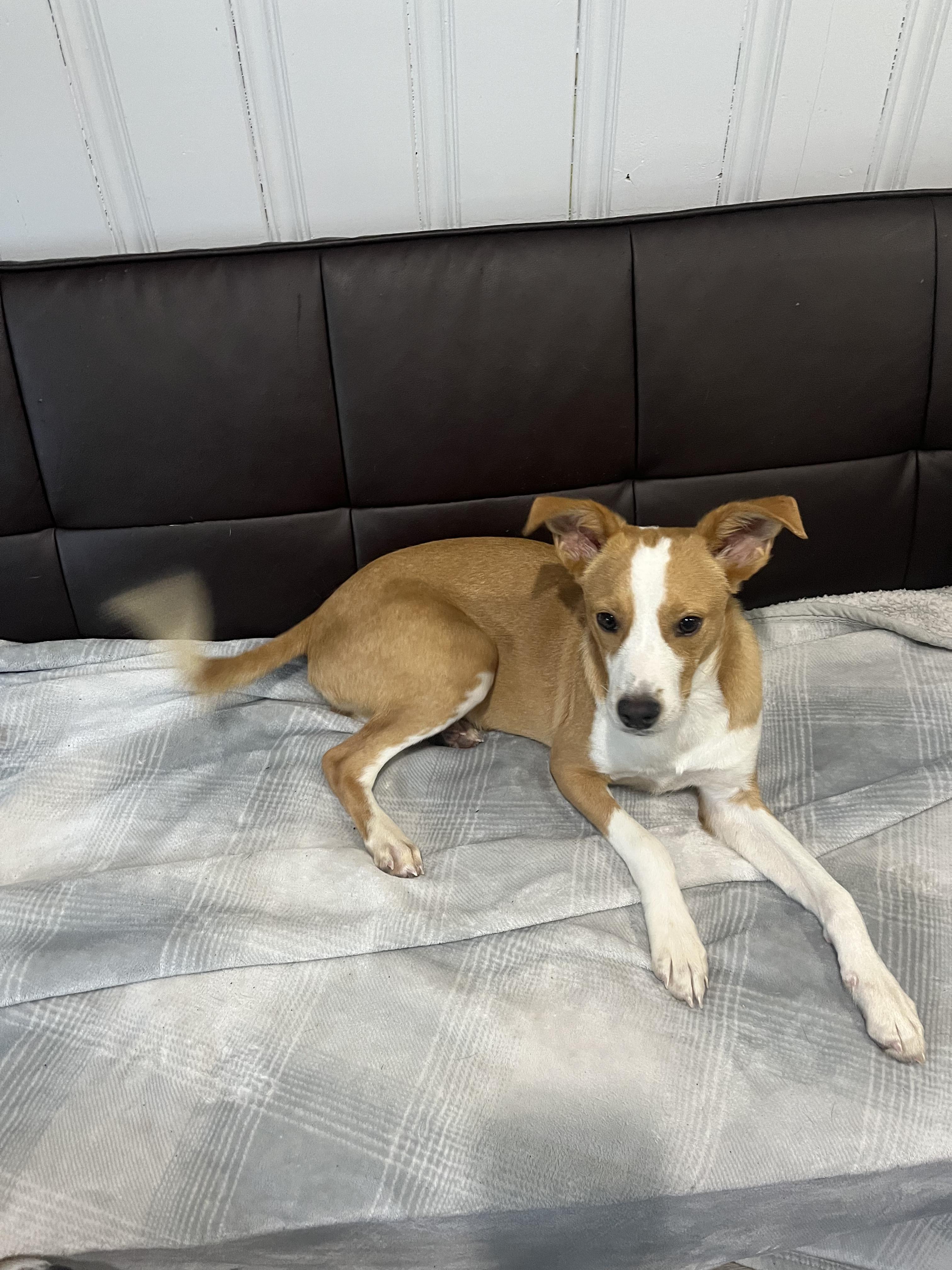 Enlarge Charlie, a ADOPTABLE mixed breed in Glen Rock, NJ image 4/4