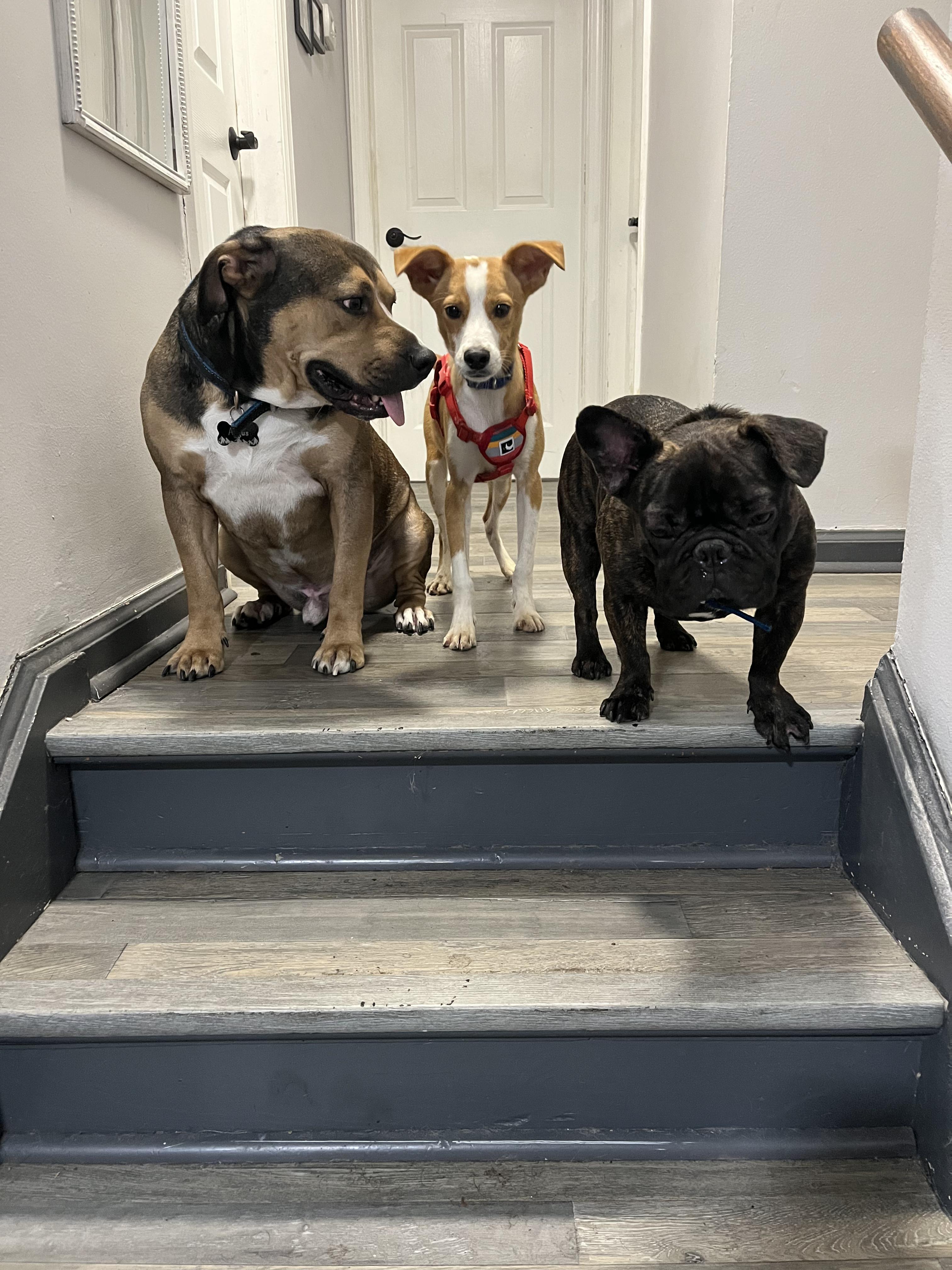 Enlarge Daffy, a ADOPTABLE mixed breed in Glen Rock, NJ image 2/2