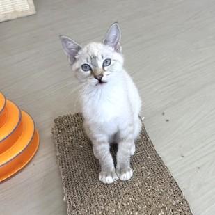 Enlarge Peanut, a Adoptable mixed breed in Long Beach, WA image 5/6