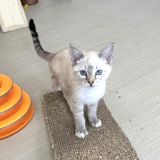 Enlarge Peanut, a Adoptable mixed breed in Long Beach, WA image 2/6