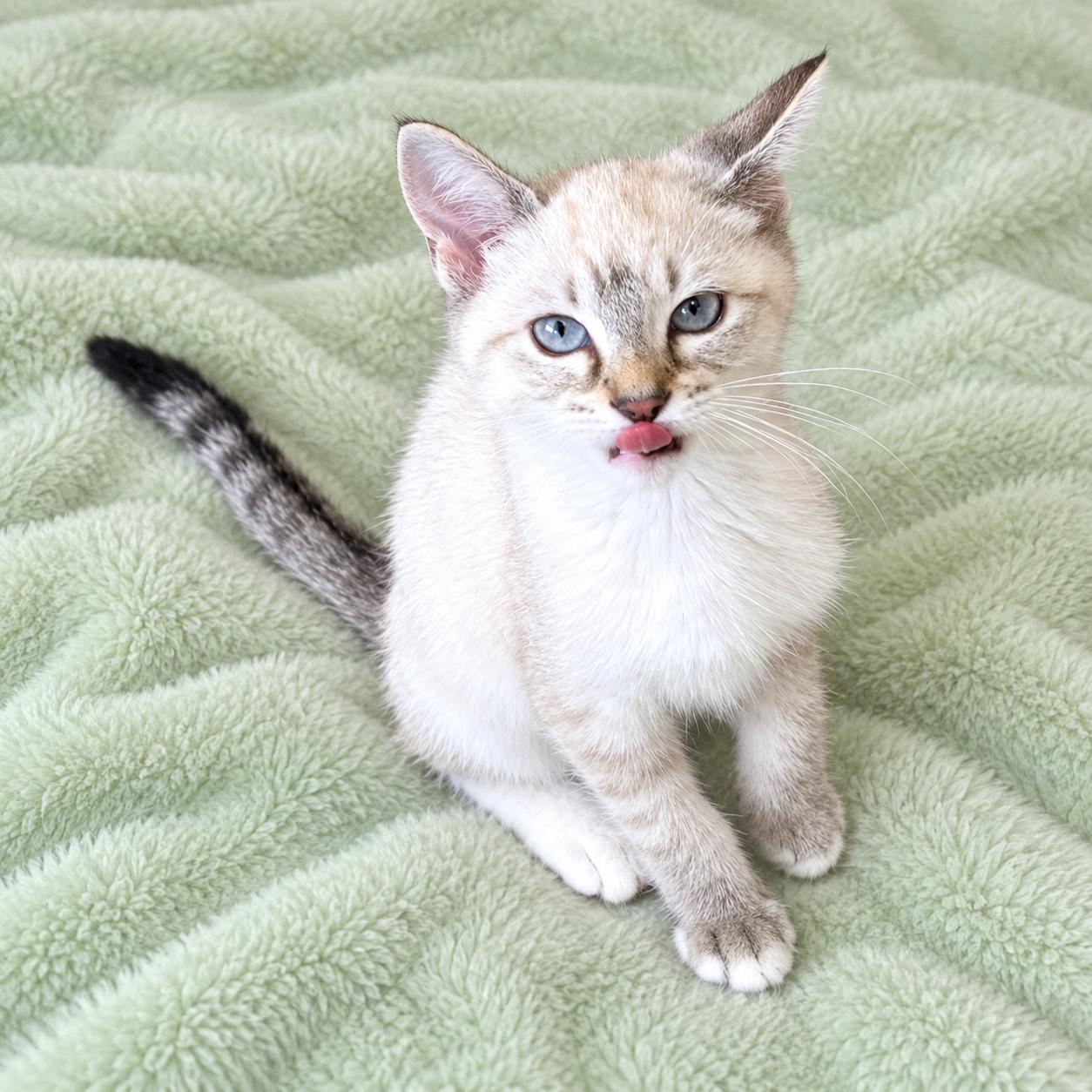 Enlarge Peanut, a Adoptable mixed breed in Long Beach, WA image 6/6