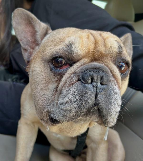 Petey, Adoptable, Adult Male French Bulldog.
