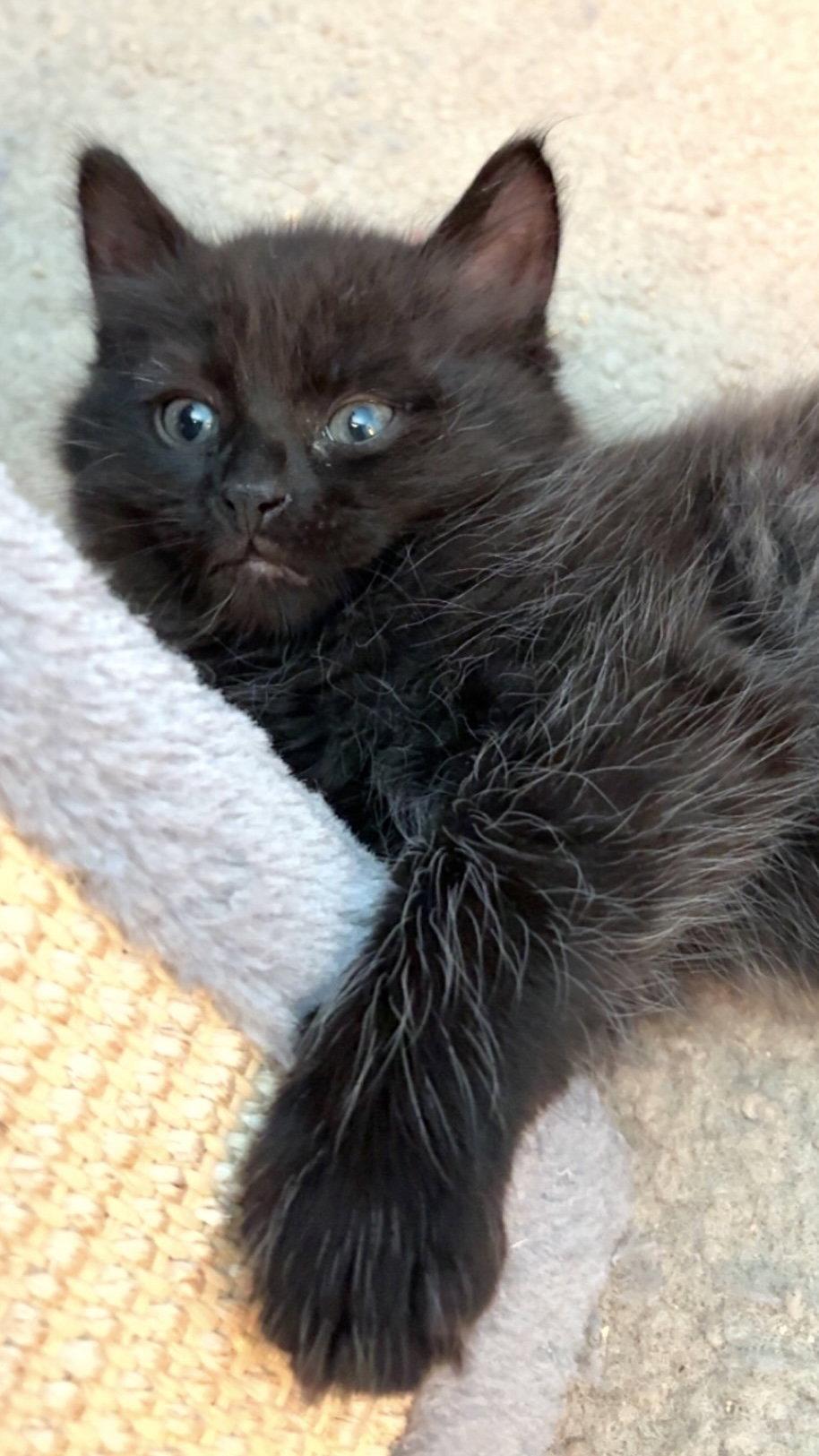 Fluffy (bonded with Midnight), Adoptable, Kitten Male Domestic Long Hair.