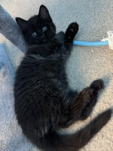 Fluffy (bonded with Midnight), a Adoptable Domestic Long Hair in Antioch, CA image 2/3