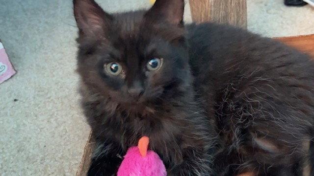 Fluffy (bonded with Midnight), a Adoptable Domestic Long Hair in Antioch, CA image 3/3