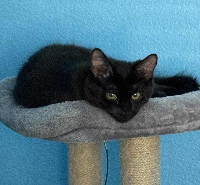 Fluffy (bonded with Midnight and Cinder), a Adoptable Domestic Long Hair in Antioch, CA image 3/3