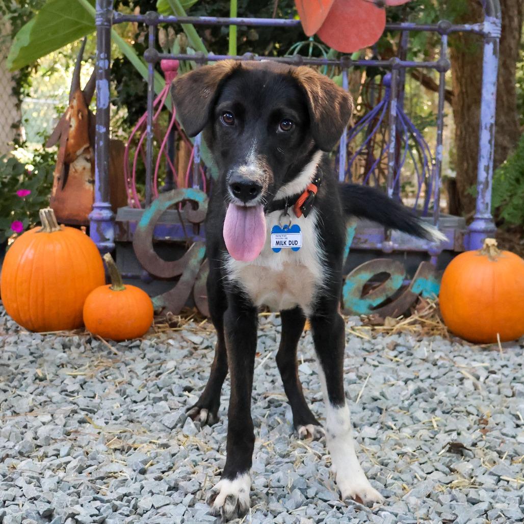 Enlarge Milk Dud, a Adoptable Retriever in Wake Forest, NC image 1/5