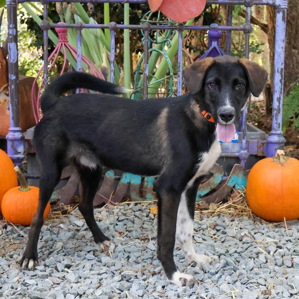 Enlarge Milk Dud, a Adoptable Retriever in Wake Forest, NC image 2/5