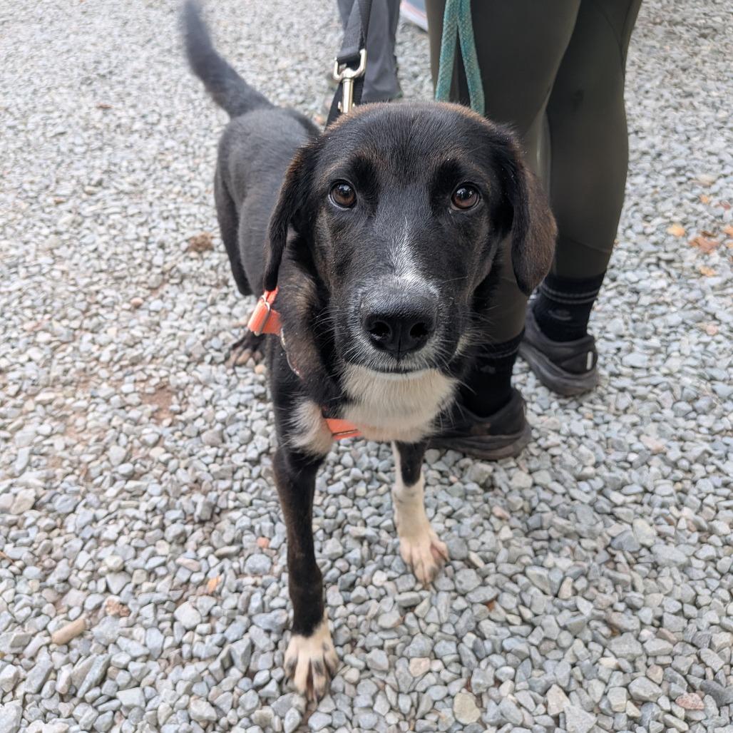 Enlarge Milk Dud, a Adoptable Retriever in Wake Forest, NC image 3/5