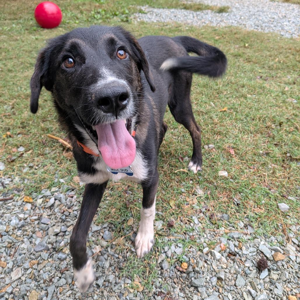 Enlarge Milk Dud, a Adoptable Retriever in Wake Forest, NC image 4/5
