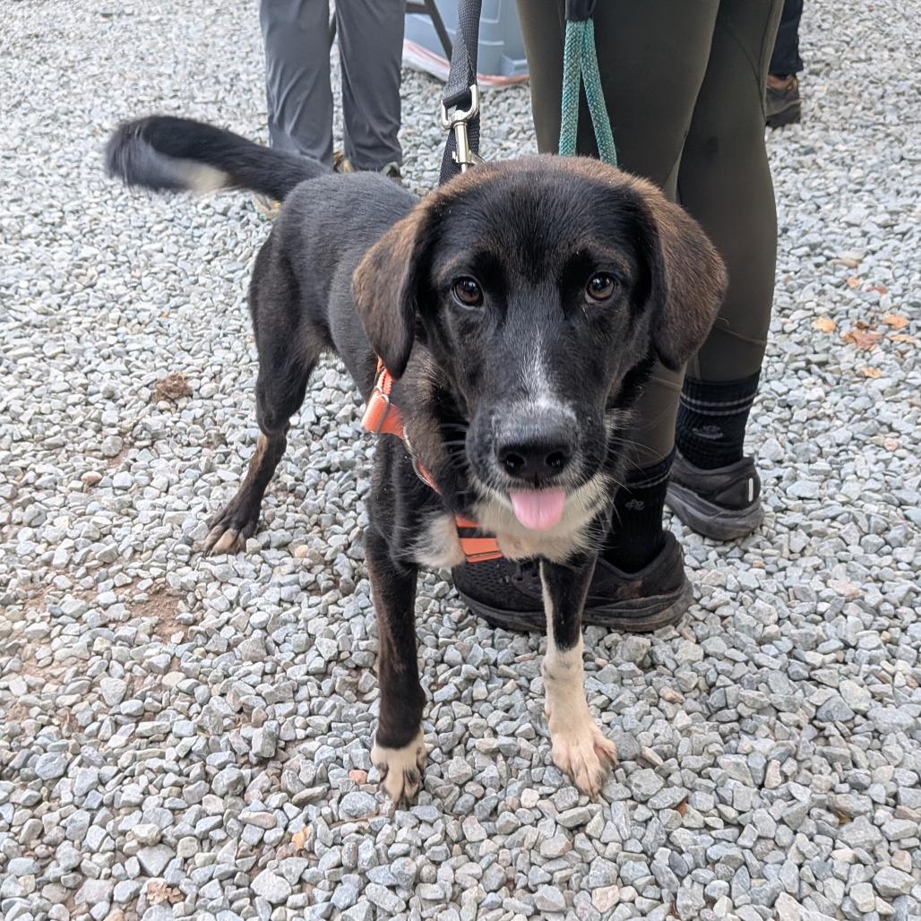 Enlarge Milk Dud, a Adoptable Retriever in Wake Forest, NC image 5/5