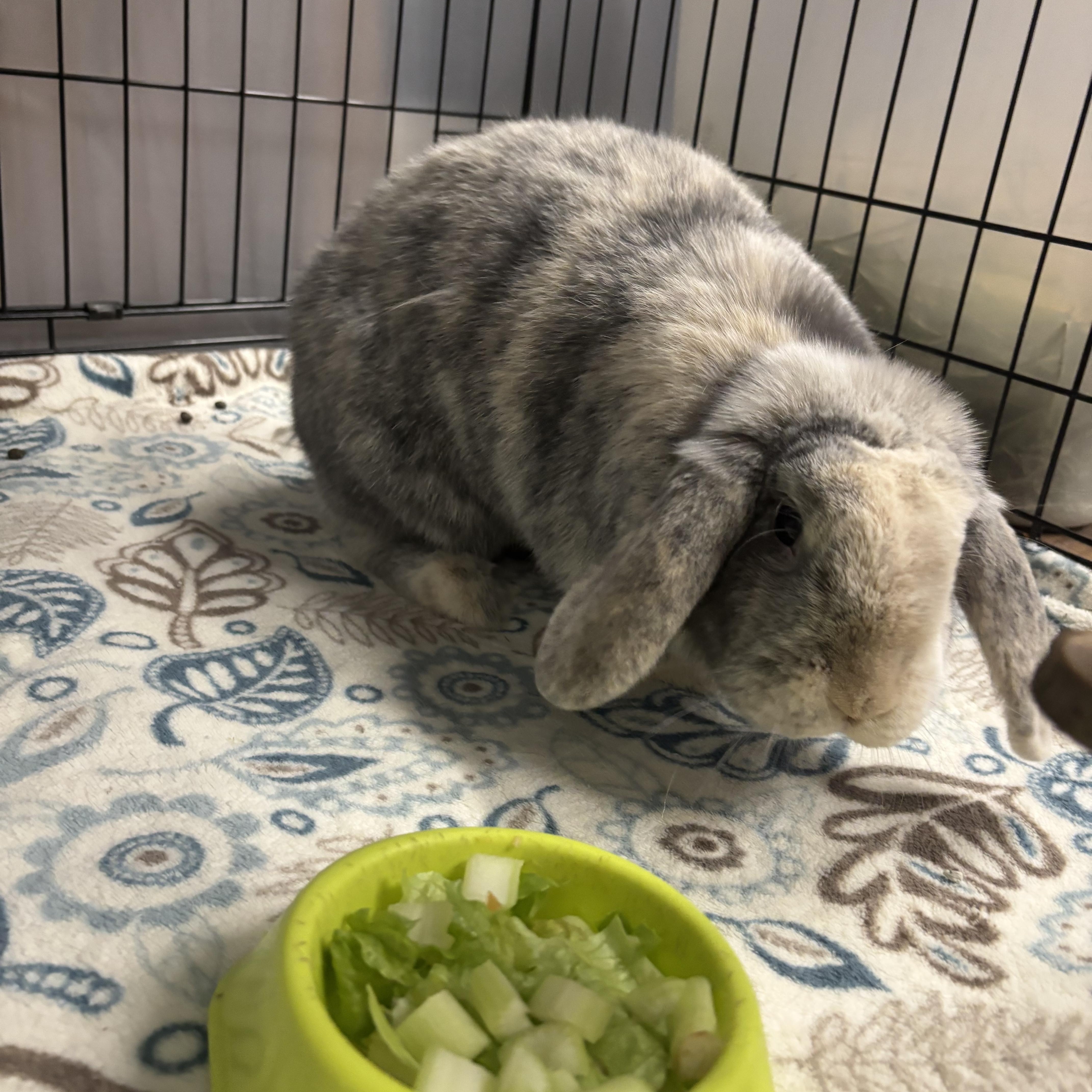 Daisy, Adoptable, Adult Female Holland Lop & Harlequin.