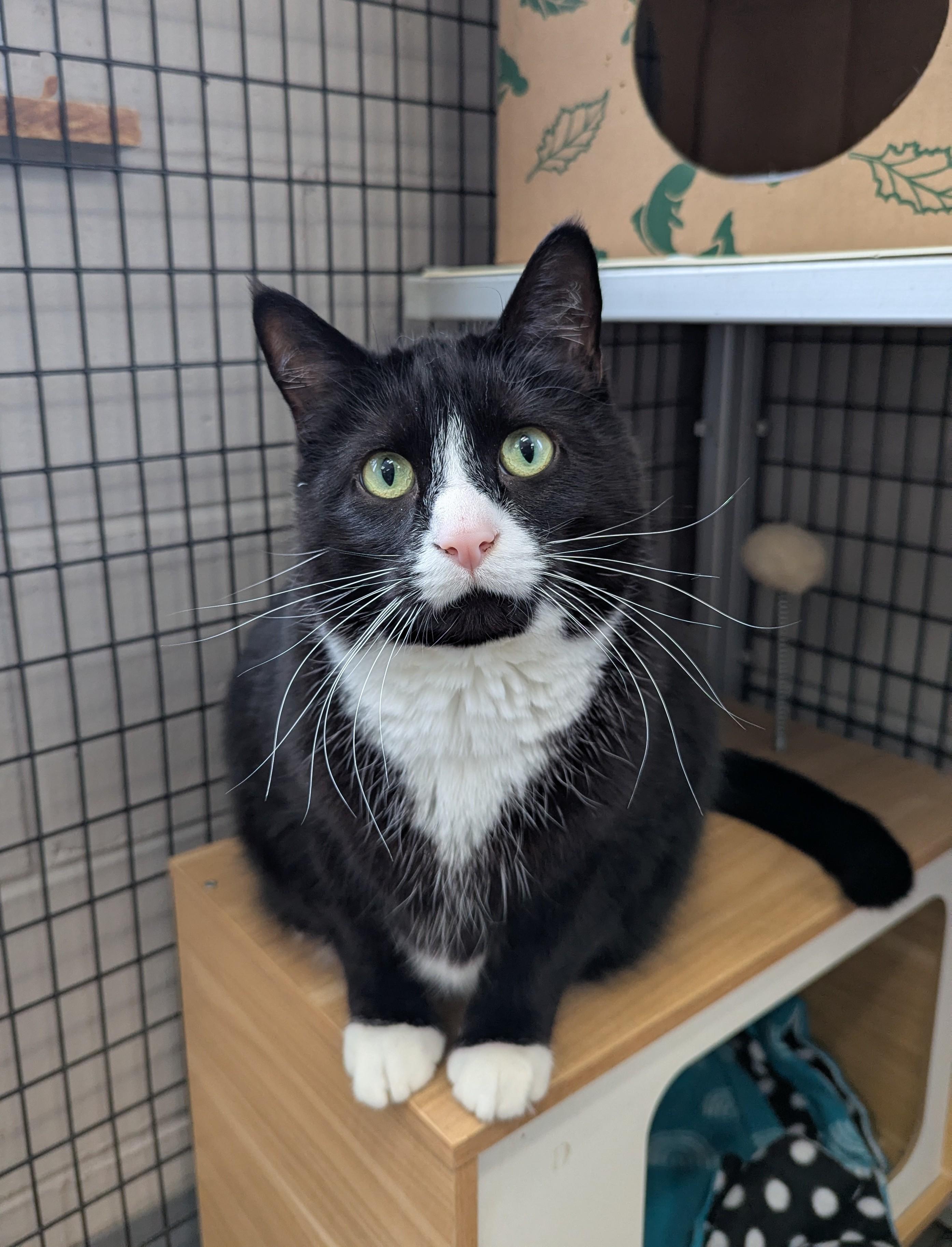Oreo, Adoptable, Adult Male Domestic Short Hair.