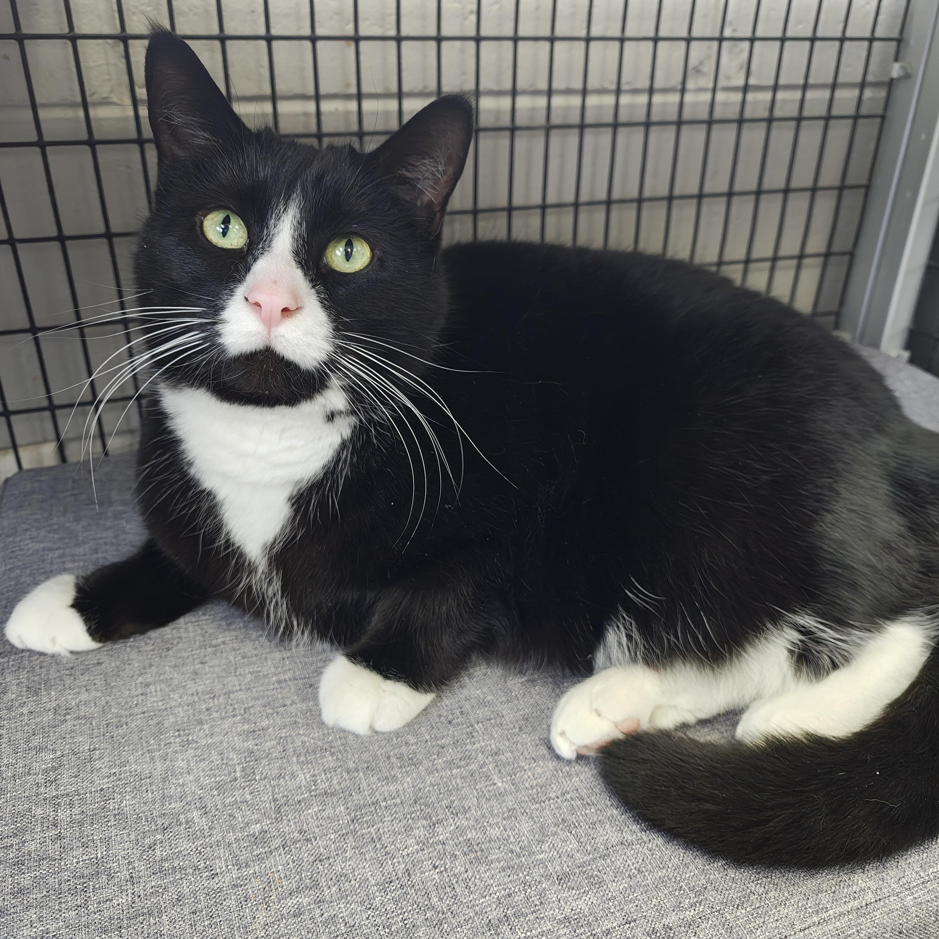 Enlarge Oreo, a Adoptable Domestic Short Hair in Oconto, WI image 2/4