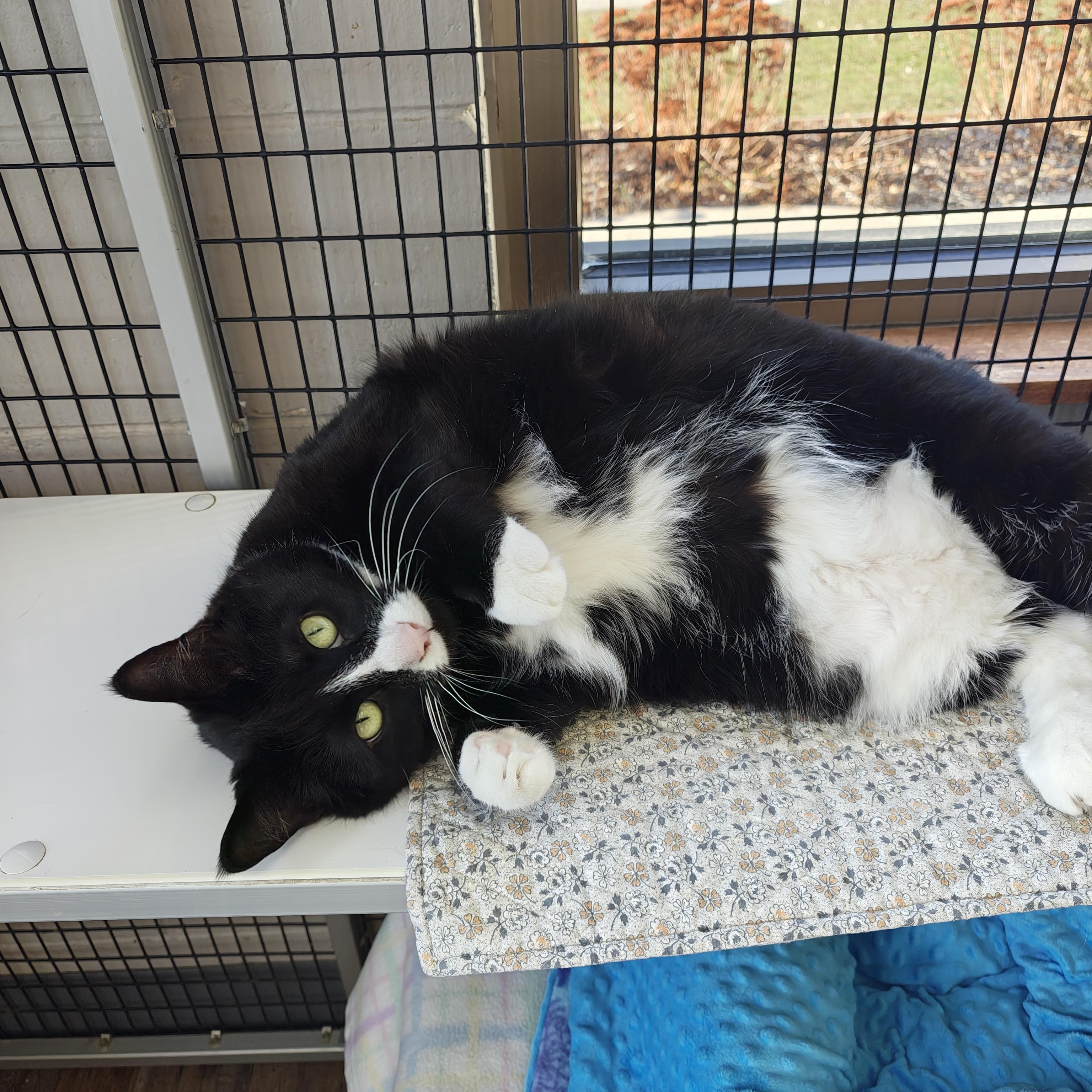 Enlarge Oreo, an adopted Domestic Short Hair in Oconto, WI image 1/4