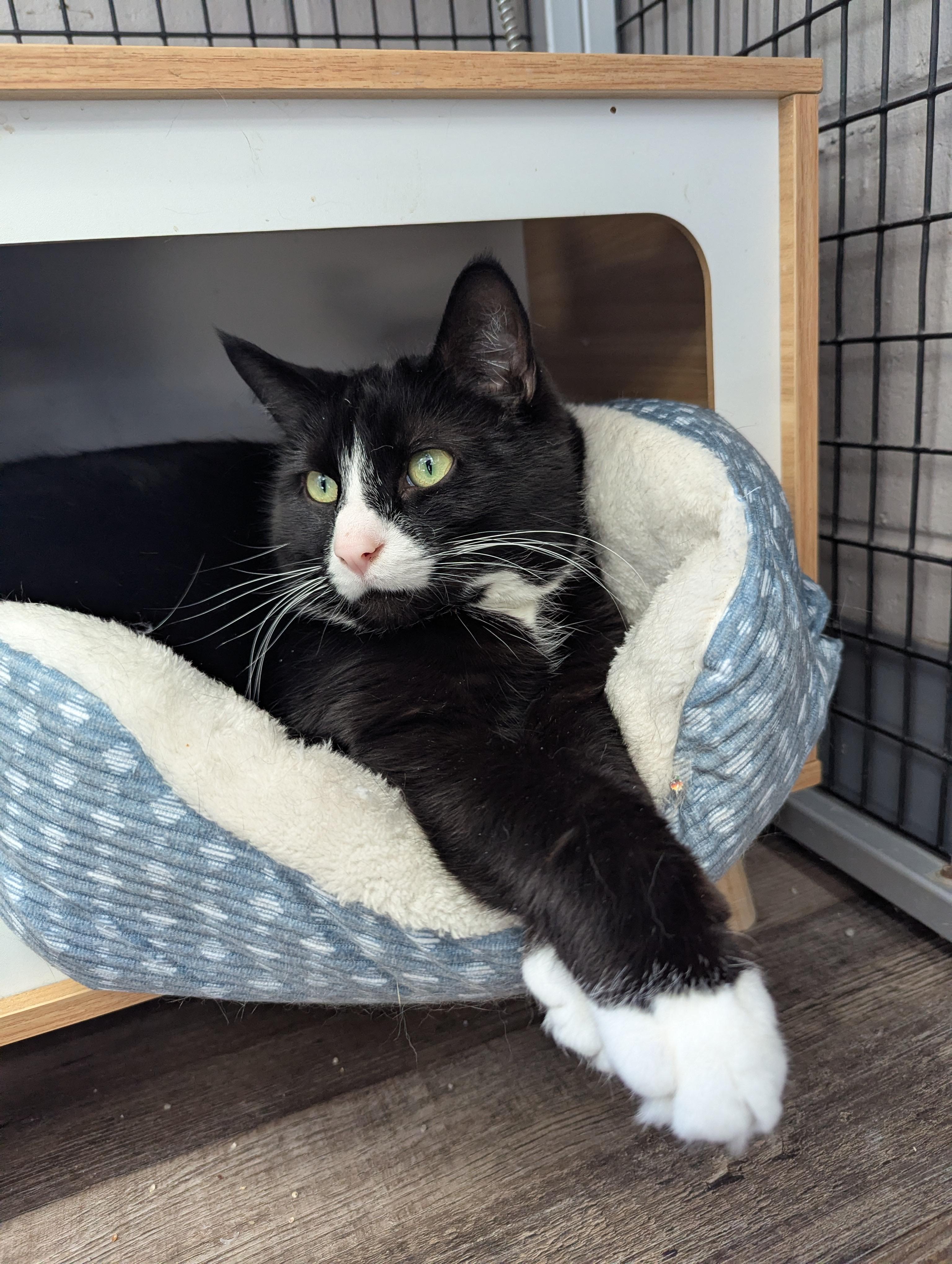Enlarge Oreo, a Adoptable Domestic Short Hair in Oconto, WI image 4/4