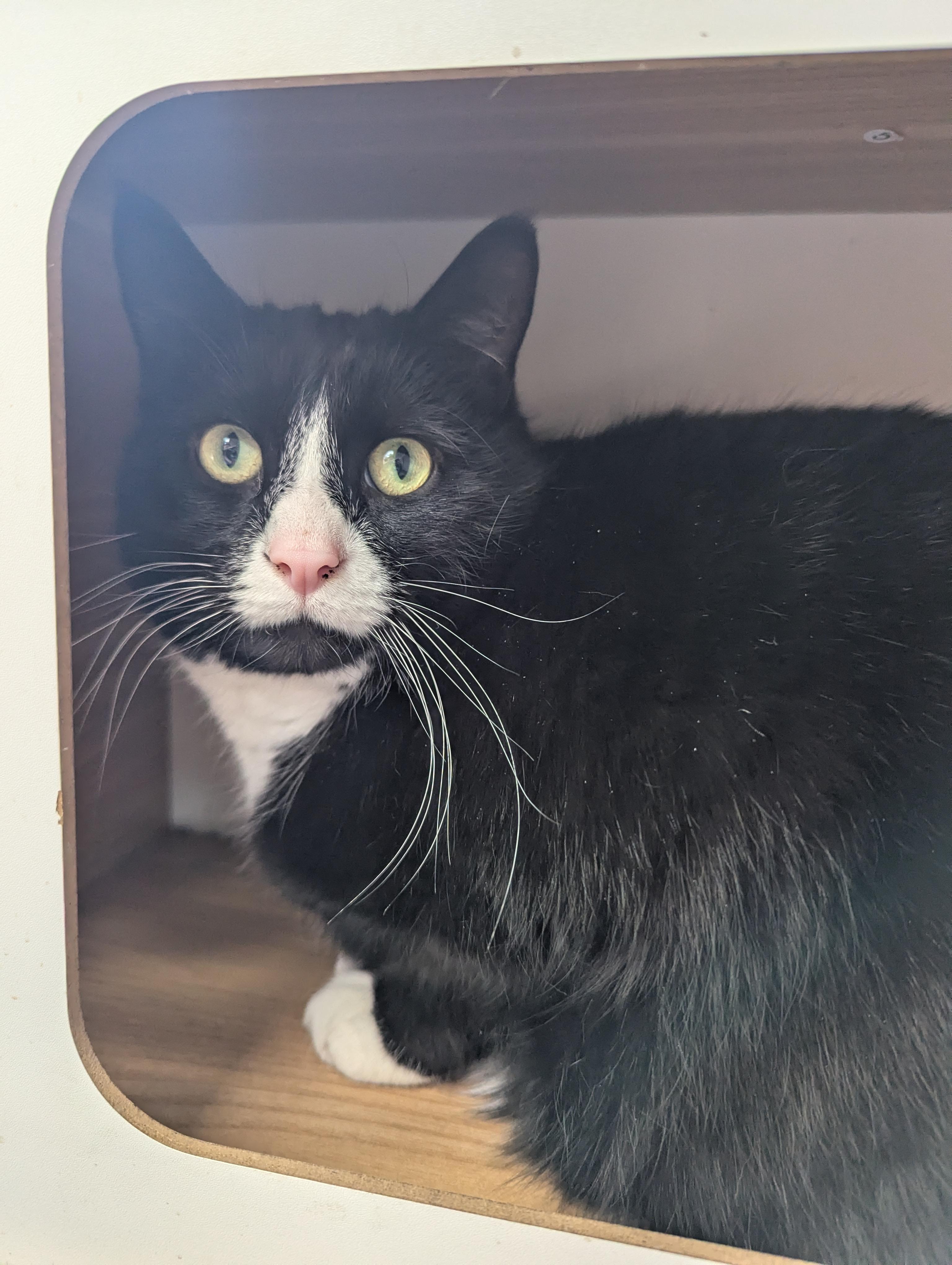 Enlarge Oreo, a Adoptable Domestic Short Hair in Oconto, WI image 3/4