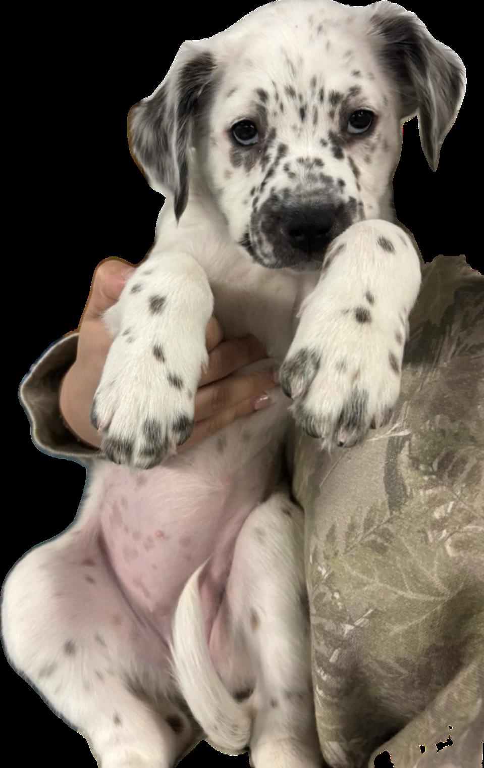 Eartha, an adopted mixed breed in Crystal Lake, IL image 2/5