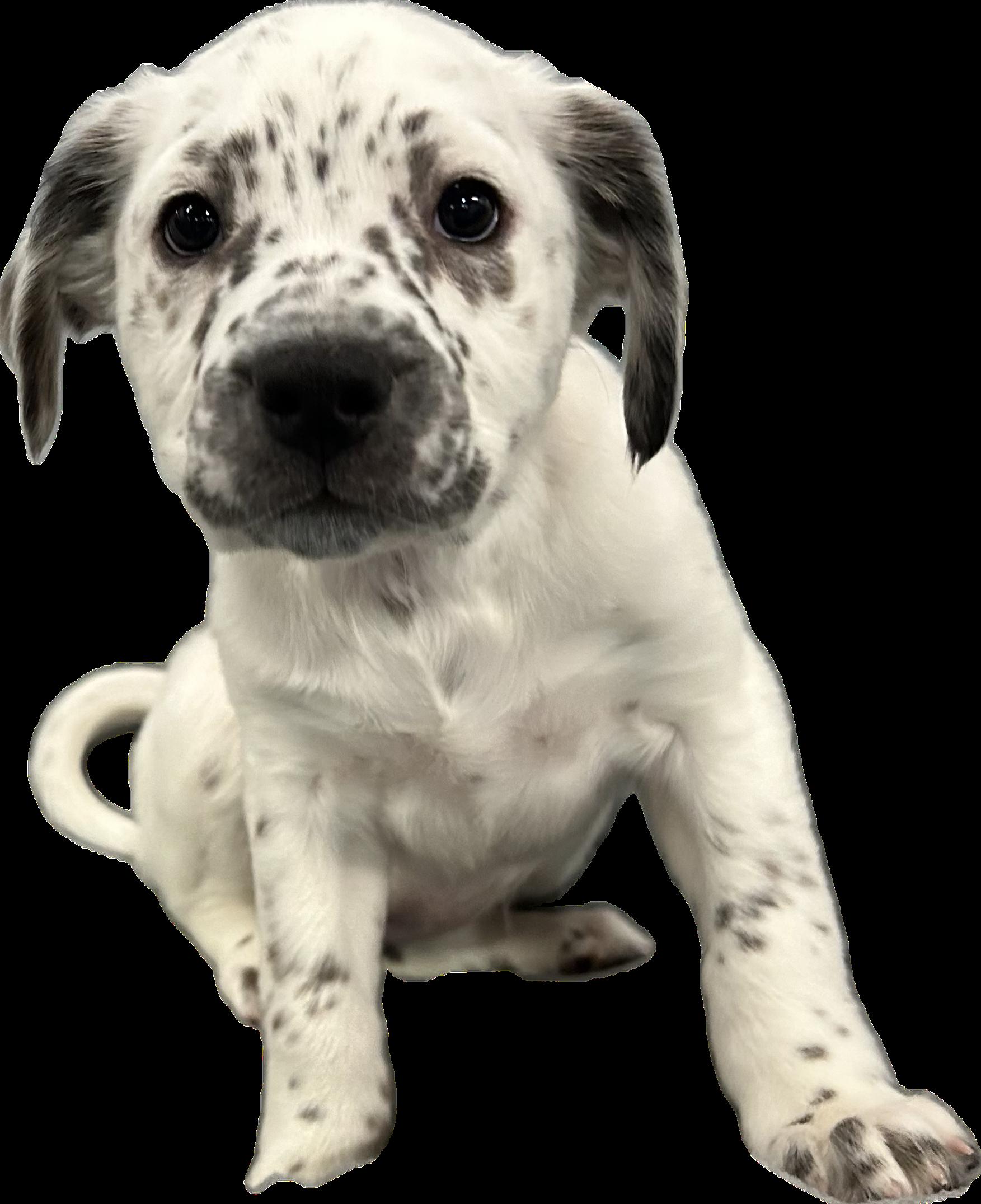 Eartha, an adopted mixed breed in Crystal Lake, IL image 3/5