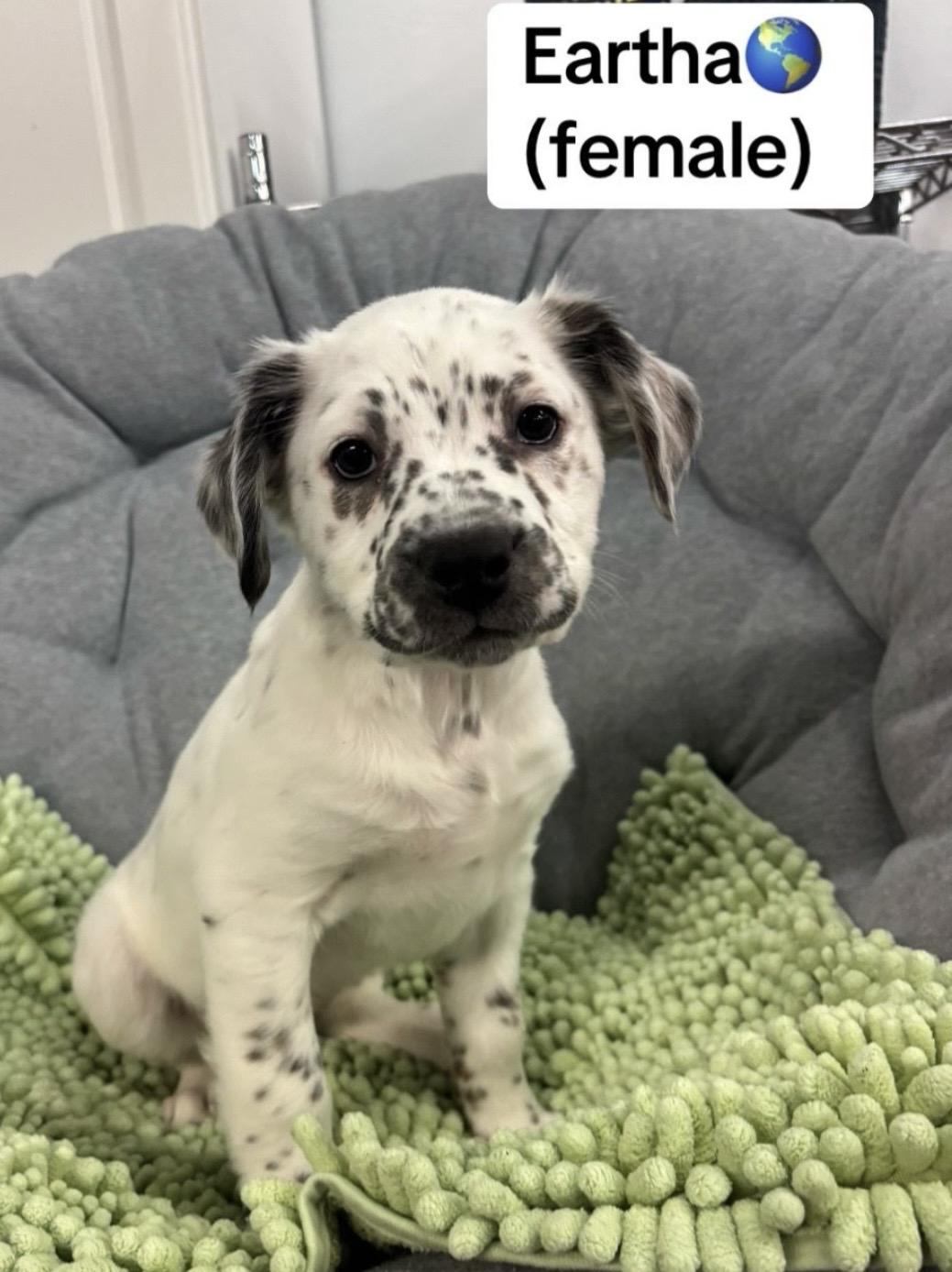Eartha, adopted, Puppy Female Dalmatian & Spaniel.