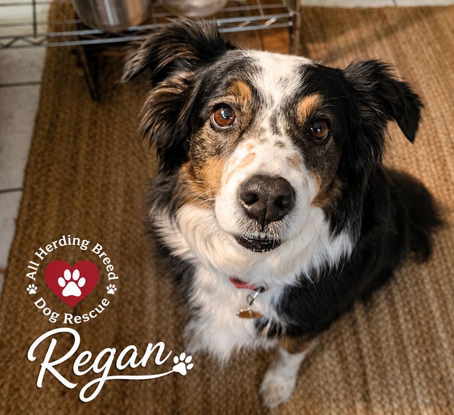 Enlarge Regan, a ADOPTABLE mixed breed in Joliet, IL image 3/4