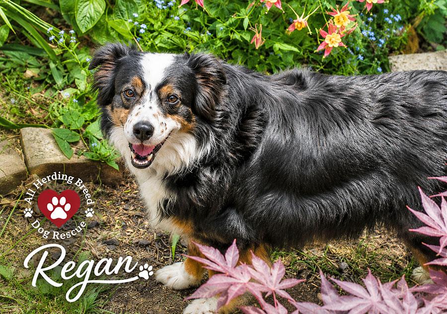 Enlarge Regan, a ADOPTABLE mixed breed in Joliet, IL image 1/4