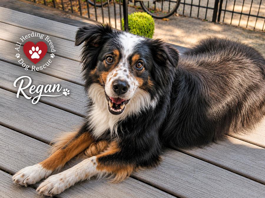 Enlarge Regan, a ADOPTABLE mixed breed in Joliet, IL image 4/4