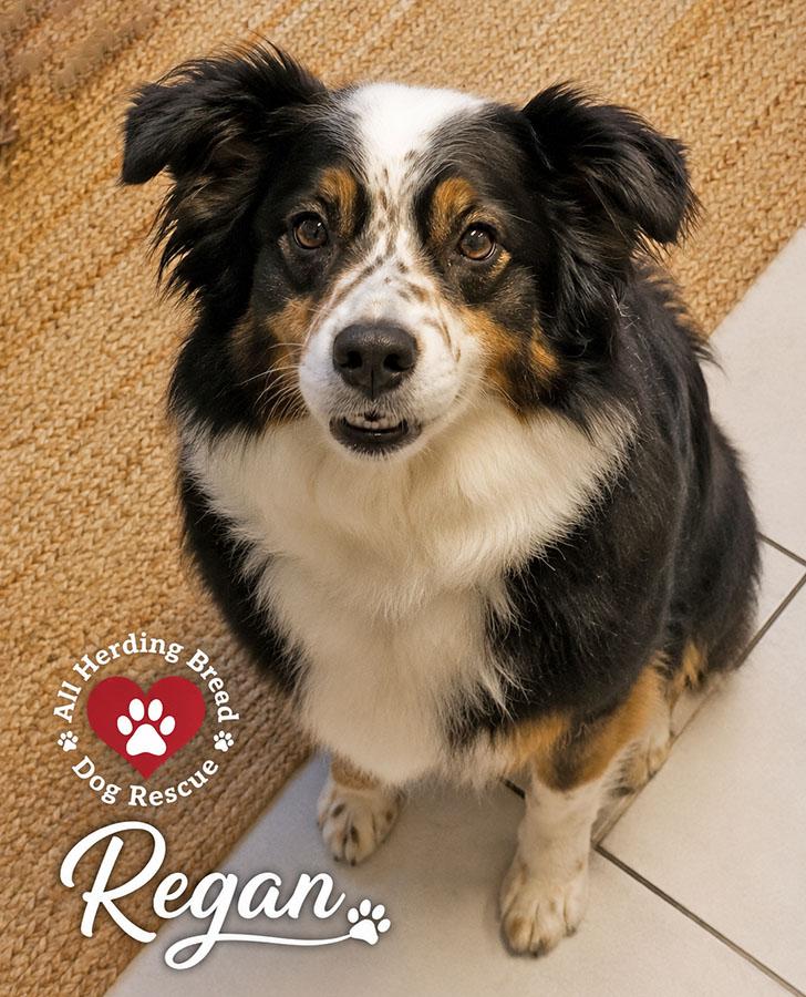 Enlarge Regan, a ADOPTABLE mixed breed in Joliet, IL image 2/4